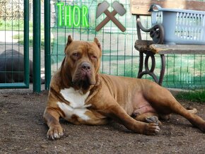 Štěňata American Bully Xl - XXL Bloodline DDK9 - 12