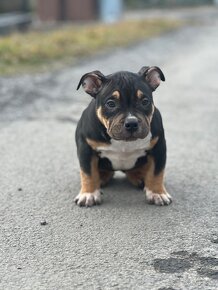 American Bully Classic/ standart - 12