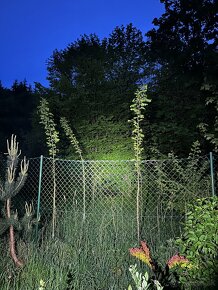 Paulownia- Agat Obelisk vysadte si svoj vlastný les. - 12