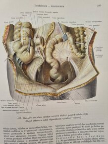 Atlas anatomie člověka II. a III. diel R.D.Sinělnikov - 12