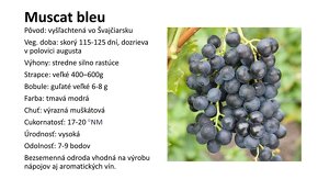 Predám sadenice viniča - rezistentné odrody - 12