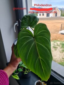 Monstera thai constellation  49€ - 12