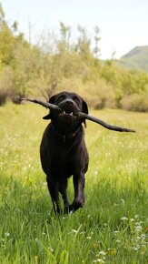 Šteniatka čokoládového labradora - 12