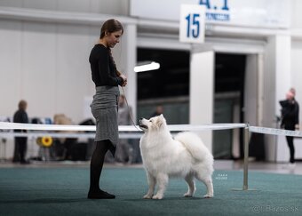 Samojed s PP (FCI) - 12