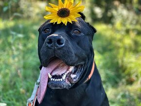 American Bandog s PP - 12