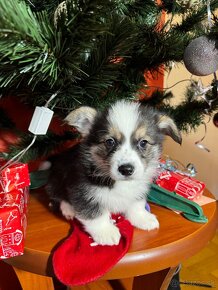 Welsh corgi pembrok - 12