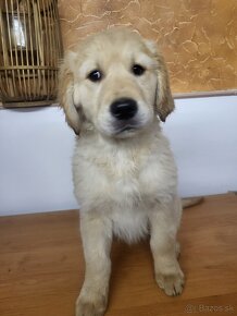 Zlatý retriever - 12