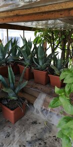 Kaktus AGAVE - 12