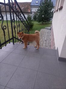 Shiba inu - 12