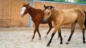 Dvouletá buckskin Quarter Horse klisna, nominace na Futurity - 12