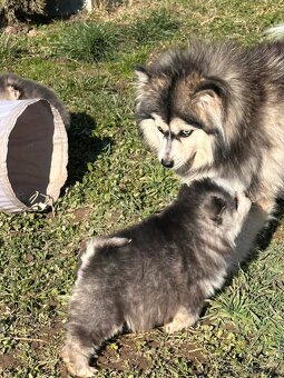 Pomsky / Pomeranian / Husky - 12