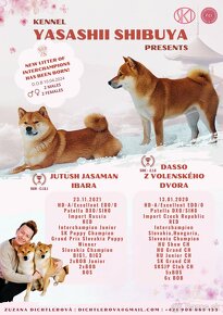 Shiba inu s PP FCI - 12