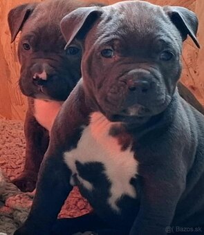 AMERICAN BULLY - 12