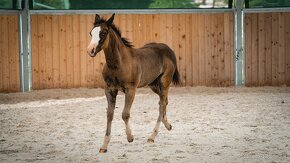 Letošní American Quarter Horse black klisna, vnučka Gunnera - 12