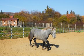 Žrebec na predaj - Percheron - 12