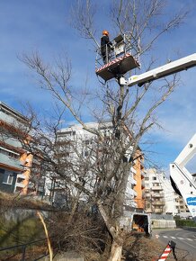 Rizikové pilenie stromov arboristika - 12