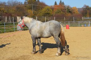 Predám ťažného koňa - Percheron - 12