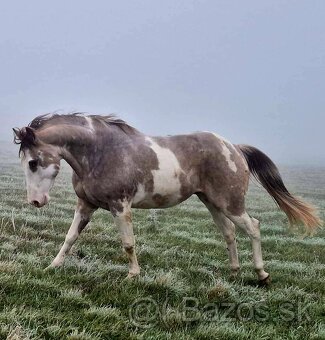 APH APHA PAINT HORSE ŽREBEC pripúšťanie - 12