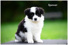 Border Collie Border Kolia s PP FCI - 12