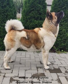 Americká akita (American akita) - 12