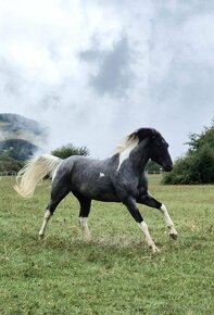 APH APHA PAINT HORSE ŽREBEC pripúšťanie - 12