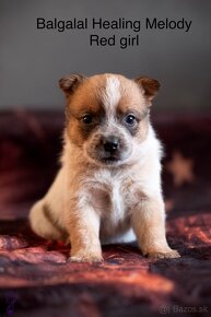 ACD Austrálsky dobytkársky pes CATTLE DOG - 12