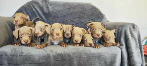 Americký pitbulterier pitbull pit bull silverfawn lilac rare - 12