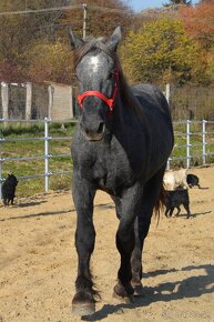 Predám žrebca - Percheron - 12