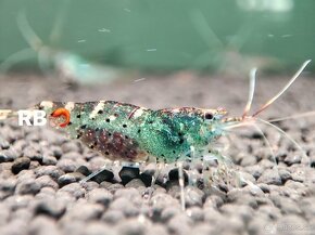 PREMIUM Caridina a Neocaridina AKVA KREVETKY - 12