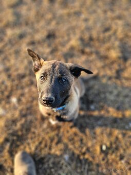 Belgický ovčiak Malinois s PP VOĽNÝ PSÍK - 12