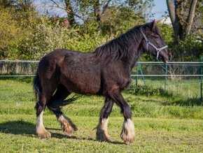 Shire horse klisna - 12