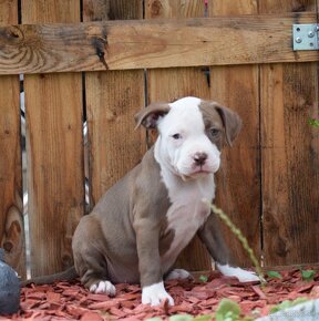 American bully Classic / Standard k odběru - 12