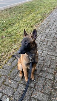 Belgický ovčák Malinois - 12