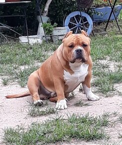 American bully pocket - 12