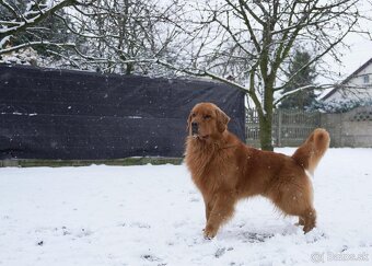 GOLDEN RETRIEVER-zlaty retrivr, zlaty retriever , american G - 12