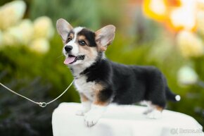 na predaj šteniatka welsh corgi pembroke - 12