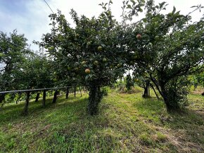 Viničný domček s vinicou a sadom - 12