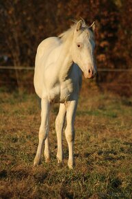 Fewspot Appaloosa colt - 13