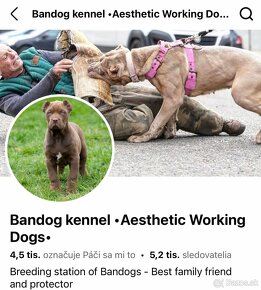 BANDOG pes na krytie - 13