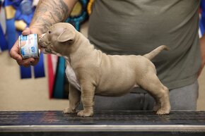 AMERICAN BULLY - 13