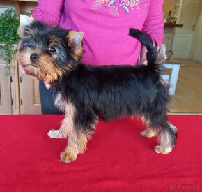 YORKSHIRE TERRIER  s PP - 13