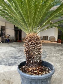 Cycas Revoluta - 13