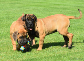 búrský buldok- boerboel-feny-garance zdravých kloubů - 13