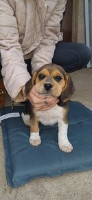 Šteniatka beagle - 13