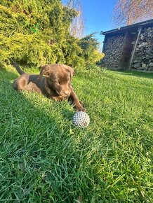 Čistokrevná štěňata labrador ihned hňědé kluky - 13