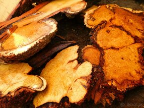Orechové, brestové,  dubové a  jaseňové  koláče - 13