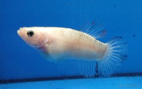 Bojovnice- Betta splendens - 13