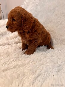 Goldendoodle mini - 13