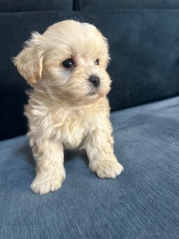 Maltipoo - 13