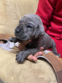 Cane Corso - 13